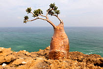 Rose of Desert (Adenium obesum ssp Sokotran)  Socotra Island, UNESCO World Heritage Site, Yemen.