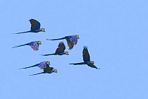 Hyacinth macaw (Anodorhynchus hyacinthinus) adult flock in flight, Pantanal, Mato Grosso, Brazil.