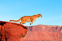 Mountain lion (Puma concolor) jumping, captive. Sequence 1 of 6