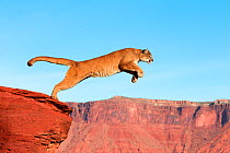 Mountain lion (Puma concolor) jumping, captive. Sequence 1 of 6