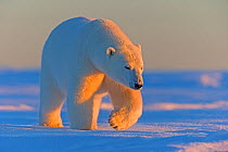 Polar bear (Ursus maritimus), adult male, outside Kaktovik, Alaska, USA.