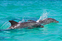 Spinner dolphin (Stenella longirostris), near the beach, Socotra Island UNESCO World Heritage Site, Yemen.