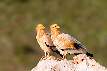 Egyptian vulture  (Neophron percnopterus) two   on the ground, Socotra Island UNESCO World Heritage Site, Yemen.