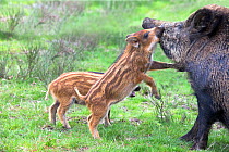 Wild Boar (Sus scrofa) piglets plauying with adult male, Haute-Sane, France.