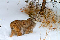 Canadian lynx (Lynx canadensis) in snow, Bozeman, Montana, USA.  Captive.