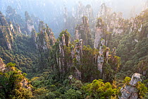Zhangjiajie National Forest Park, UNESCO World Heritage Site, Tianzi Mountains. China.