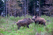 Wild boar ( Sus scrofa ) males fighting, Haute Saone, France.