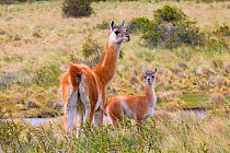 Guanaco (Lama guanicoe), adult female and baby, Torres del Paine National Park, Patagonia, Chile.