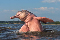 RF - Amazon river dolphin (Inia geoffrensis) leaping out of water. Rio Negro, Amazonas, Brazil. (This image may be licensed either as rights managed or royalty free.)