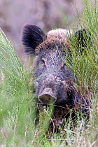 RF - Wild Boar (Sus scrofa), adult male, Haute Saone, France. (This image may be licensed either as rights managed or royalty free.)