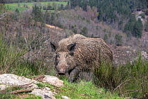 RF - Wild Boar (Sus scrofa), adult male, Haute Saone, France. (This image may be licensed either as rights managed or royalty free.)