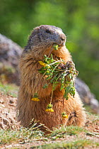 RF - Alpine marmot (Marmota marmota), eating a dandelion, Alpes Hautes Provence, France. (This image may be licensed either as rights managed or royalty free.)