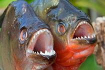 RF -  Red-bellied piranha (Pygocentrus nattereri) and  Redeye Piranha (Serrasalmus rhombeus  formely Serrasalmus niger) out of water. Comparison, with both showing sharp teeth. Rio Negro, Amazonas, Br...