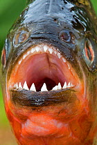 RF -  Red-bellied piranha or red piranha (Pygocentrus nattereri) taken out of water - close up showing sharp teeth. Rio Negro, Amazonas, Brazil. (This image may be licensed either as rights managed or...