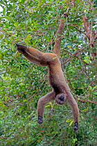 RF - Brown woolly monkey (Lagothrix lagotricha) hanging upside down in tree, Mananaus, Amazon, Brazil. (This image may be licensed either as rights managed or royalty free.)