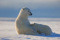 RF - Polar Bear (Ursus maritimus), the female is with suckling cub along a barrier island outside Kaktovik, Alaska, USA, September. (This image may be licensed either as rights managed or royalty free...