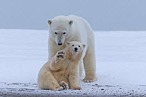 RF - Polar Bear (Ursus maritimus), the female is with cub along a barrier island outside Kaktovik, Alaska, USA, September. (This image may be licensed either as rights managed or royalty free.)