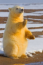 RF - Polar bear (Ursus maritimus), cub, sitting on hind legs with paw raised, along a barrier island outside Kaktovik, Alaska, USA.  September. (This image may be licensed either as rights managed or...