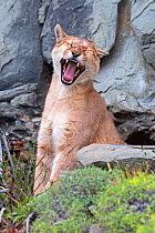 RF -  Cougar (Puma concolor), juvenile aged one year, yawning, Torres del Paine, Patagonia. (This image may be licensed either as rights managed or royalty free.)