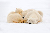 RF - Polar Bear (Ursus maritimus), female resting, with two cubs along a barrier island outside Kaktovik, Alaska, USA. September. (This image may be licensed either as rights managed or royalty free.)