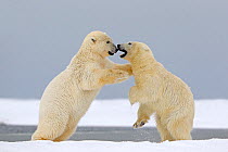 RF - Polar Bear (Ursus maritimus), two juveniles playing-fighting along a barrier island outside Kaktovik, Alaska, USA. September. (This image may be licensed either as rights managed or royalty free....