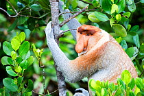 RF - Proboscis monkey (Nasalis larvatus), alpha male, Sabah, Borneo. (This image may be licensed either as rights managed or royalty free.)