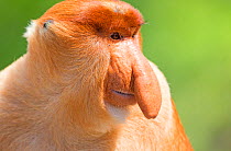 RF - Proboscis monkey or long-nosed monkey (Nasalis larvatus), alpha male, Sabah, Borneo. (This image may be licensed either as rights managed or royalty free.)