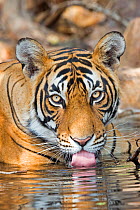 RF -Bengal tiger (Panthera tigris tigris), resting and drinking in a waterhole, Ranthambore National Park, Rajasthan, India. (This image may be licensed either as rights managed or royalty free.)