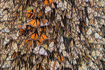 RF - Monarch butterfly (Danaus plexippus),  wintering from November to March, in Oyamel pine forests (Abies religiosa) Monarch Butterfly Biosphere Reserve, Mexico. (This image may be licensed either a...