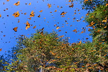 RF - Monarch butterfly (Danaus plexippus),  wintering from November to March, in Oyamel pine forests (Abies religiosa) Monarch Butterfly Biosphere Reserve, Mexico. (This image may be licensed either a...