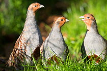 RF - Grey partridge (Perdix perdix) group of three,  Alsace, France. October. (This image may be licensed either as rights managed or royalty free.)