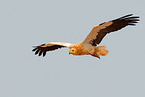 RF - Egyptian vulture  (Neophron percnopterus), in flight. Socotra Island, UNESCO World Heritage Site, Yemen. (This image may be licensed either as rights managed or royalty free.)