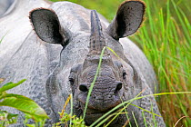 RF - Indian rhinoceros (Rhinoceros unicornis) Kaziranga National Park, Assam, India. (This image may be licensed either as rights managed or royalty free.)