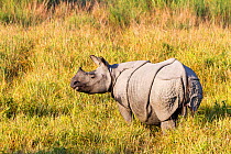 RF - Indian rhinoceros (Rhinoceros unicornis) Kaziranga National Park, Assam, India. (This image may be licensed either as rights managed or royalty free.)