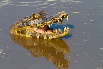 RF - Spectacled caiman (Caiman crocodilus), Pantanal, Mato Grosso, Brazil. (This image may be licensed either as rights managed or royalty free.)