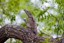 RF - Great potoo (Nyctibius grandis) , female with young resting on a branch, Pantanal, Mato Grosso, Brazil. (This image may be licensed either as rights managed or royalty free.)
