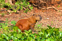 RF - Capybara (Hydrochoerus hydrochaeris ) Pantanal, Mato Grosso, Brazil. (This image may be licensed either as rights managed or royalty free.)
