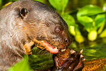 RF - Giant Otter (Pteronura brasiliensis), eating a eel. Pantanal, Mato Grosso, Brazil. Pantanl, Mato Grosso, Brazil. (This image may be licensed either as rights managed or royalty free.)