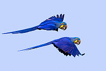 RF - Hyacinth macaw (Anodorhynchus hyacinthinus) two in flight. Pantanal, Mato Grosso, Brazil. (This image may be licensed either as rights managed or royalty free.)
