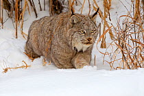 RF - Canadian Lynx (Lynx canadensis) in snow, Montana, USA, Captive. (This image may be licensed either as rights managed or royalty free.)