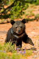 RF - Grizzly bear (Ursus arctos horribilis), baby  young age two and a half months. Utah, USA, Controlled conditions (This image may be licensed either as rights managed or royalty free.)