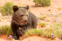 RF - Grizzly bear (Ursus arctos horribilis), baby  young,age 2 and a half months, Utah, USA. Controlled conditions (This image may be licensed either as rights managed or royalty free.)