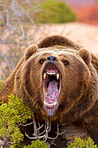 RF - Grizzly bear (Ursus arctos horribilis), roaring, Utah, USA. Captive. (This image may be licensed either as rights managed or royalty free.)