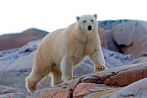 RF - Polar Bear ( Ursus maritimus ) on bare rocks, Svalbard, Norway. (This image may be licensed either as rights managed or royalty free.)