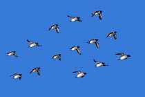 RF - Brunnich's guillemot (Uria lomvia)   group flying in formation, Svalbard, Norway. (This image may be licensed either as rights managed or royalty free.)