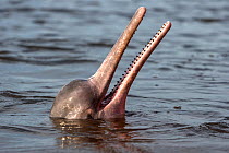 RF - Amazon river dolphin (Inia geoffrensis) at surface, Rio Negro, Manaus, Brazil. (This image may be licensed either as rights managed or royalty free.)