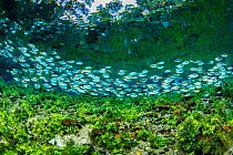 Piraputanga, (Brycon hilarii) close to the surface at the Nascente Azul, Bonito, Mato Grosso do Sul, Brazil
