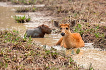 Marsh deer (Blastocerus dichotomus) and Capybara (Hydrochaeris hydrochaeris) resting in stream, Pantanal, Mato Grosso, Brazil