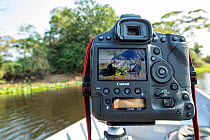 Camera viewfinder with Yacare caiman (Caiman yacare) in frame, Paraguay river, Pantanal wetlands, Mato Grosso, Brazil