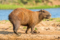 Capybara female (Hydrochoerus hydrochaeris) Mato Grosso do Sul, Brazil